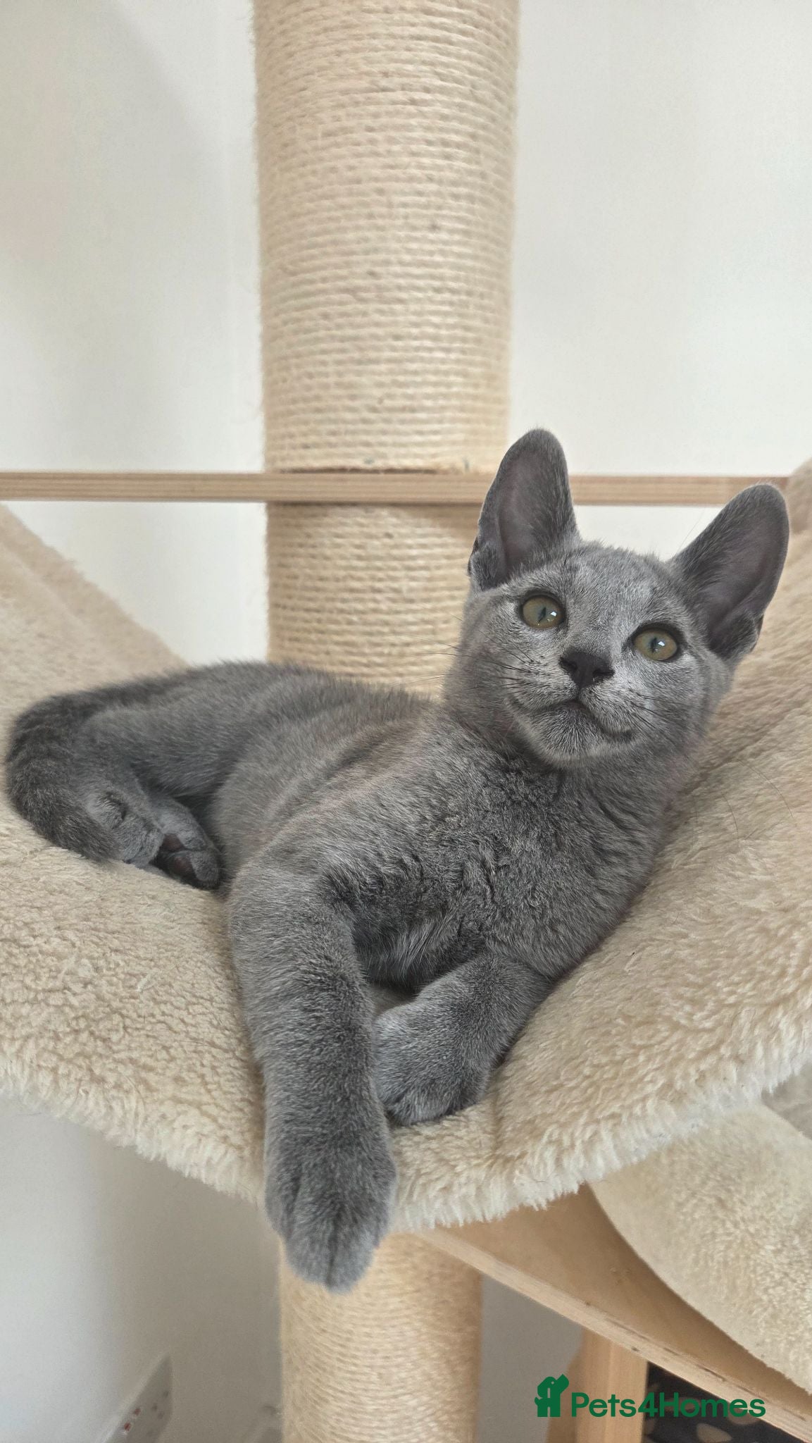 Russian Blue cats 💥PRICE REDUCED – Russian Blue, TICA - Advert 3