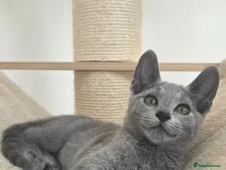 Russian Blue cats 💥PRICE REDUCED – Russian Blue, TICA - Advert 3