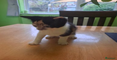 Mixed Breed cats - Advert 4