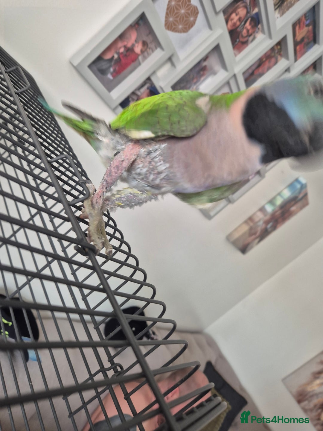 Parakeets birds for sale:  Derbyan Parrot - Advert 5