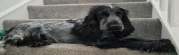 Cocker Spaniel dogs for sale: Stunning show cocker  in Holsworthy - Advert 3