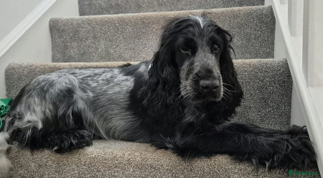Cocker Spaniel dogs for sale: Stunning show cocker  in Holsworthy - Advert 3