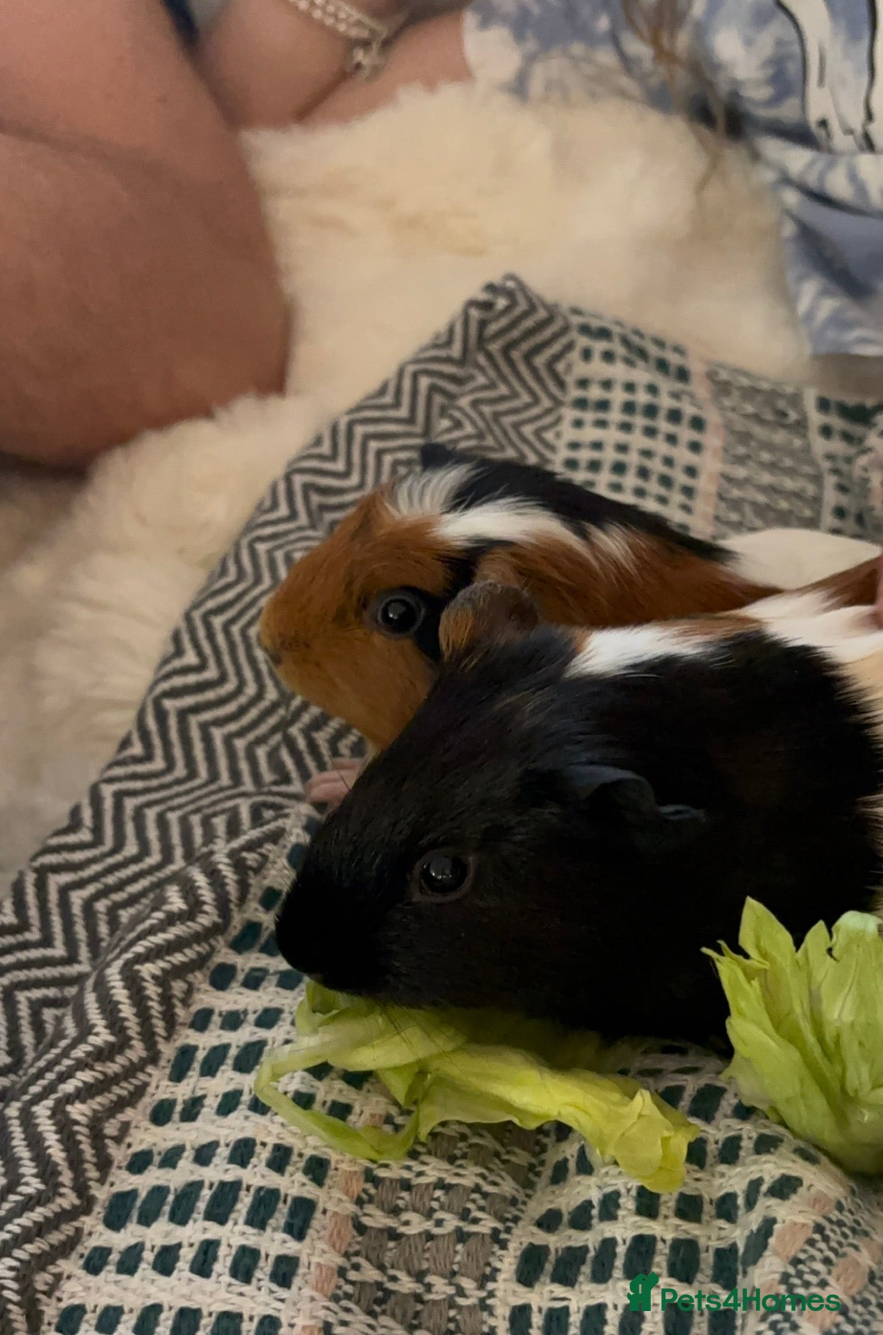 Guinea Pig rodents 2 female guinea pigs  - Advert 2