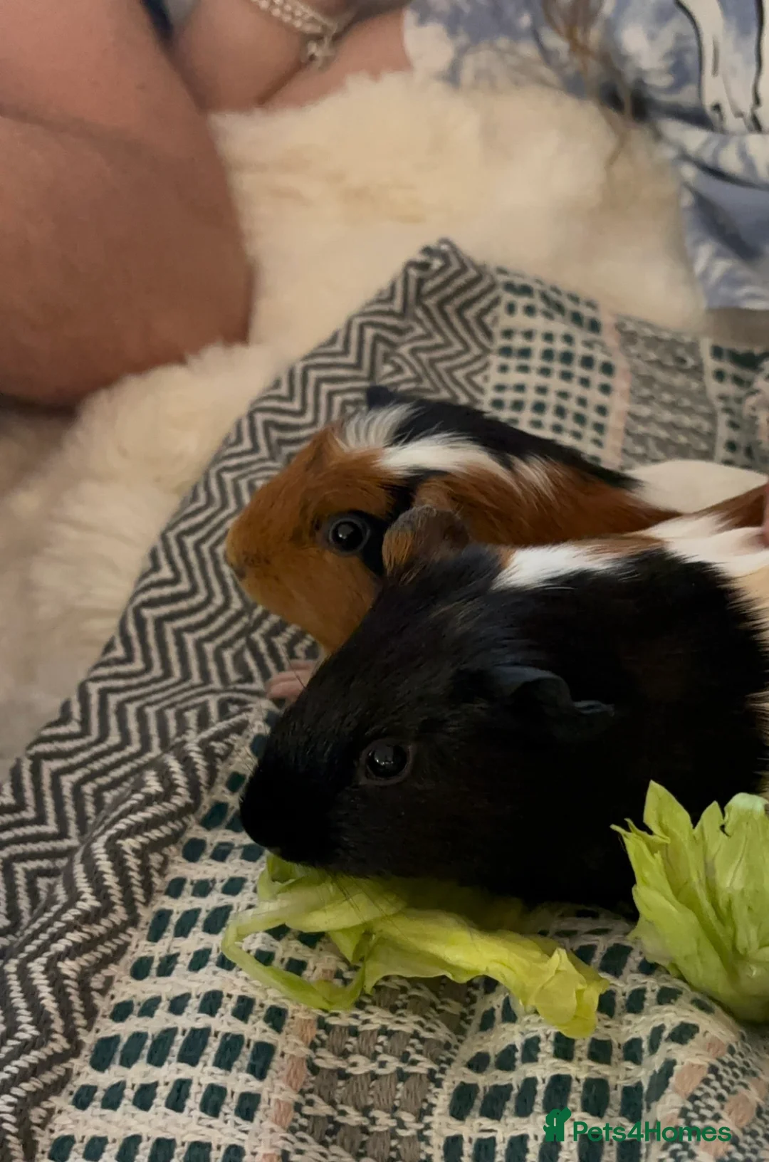 Guinea Pig rodents for sale: 2 female guinea pigs  - Advert 1