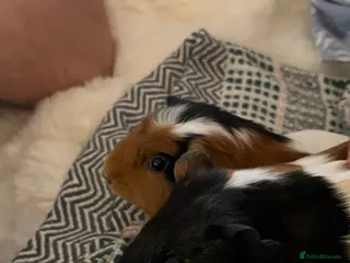 Guinea Pig rodents 2 female guinea pigs - Advert 2