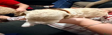 Mixed Breed 3