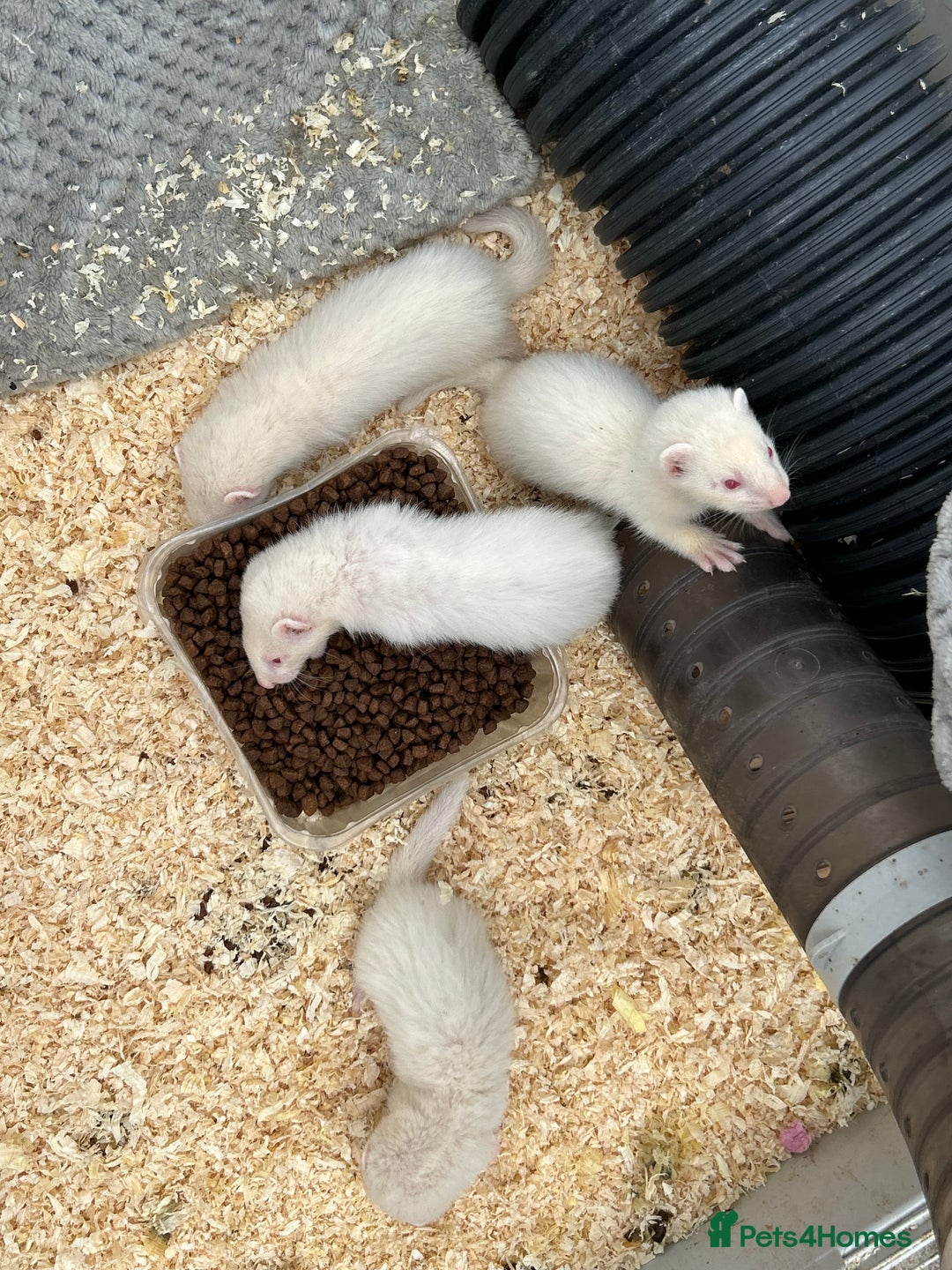 Ferret rodents for sale: Baby ferrets for sale  - Image 5