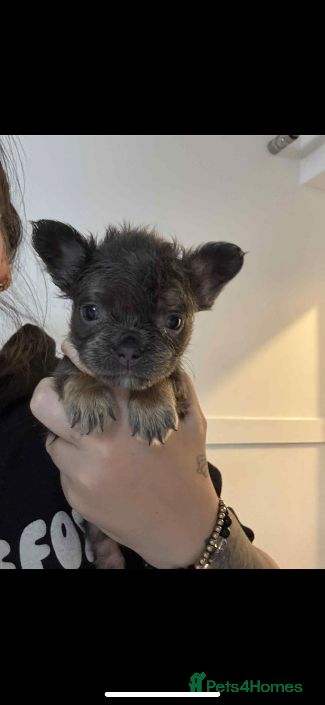 French Bulldog dogs for sale: French bulldog pups ready Now reduced‼️ - Advert 8
