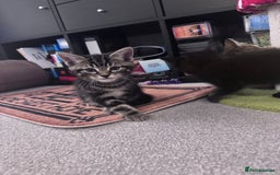 Mixed Breed cats for sale: 5 super cute kittens  - Image 11