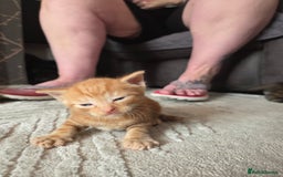 British Shorthair cats for sale: 4 beautiful mixed colour - Image 11