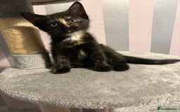 Mixed Breed cats for sale: One female kitten  - Image 4