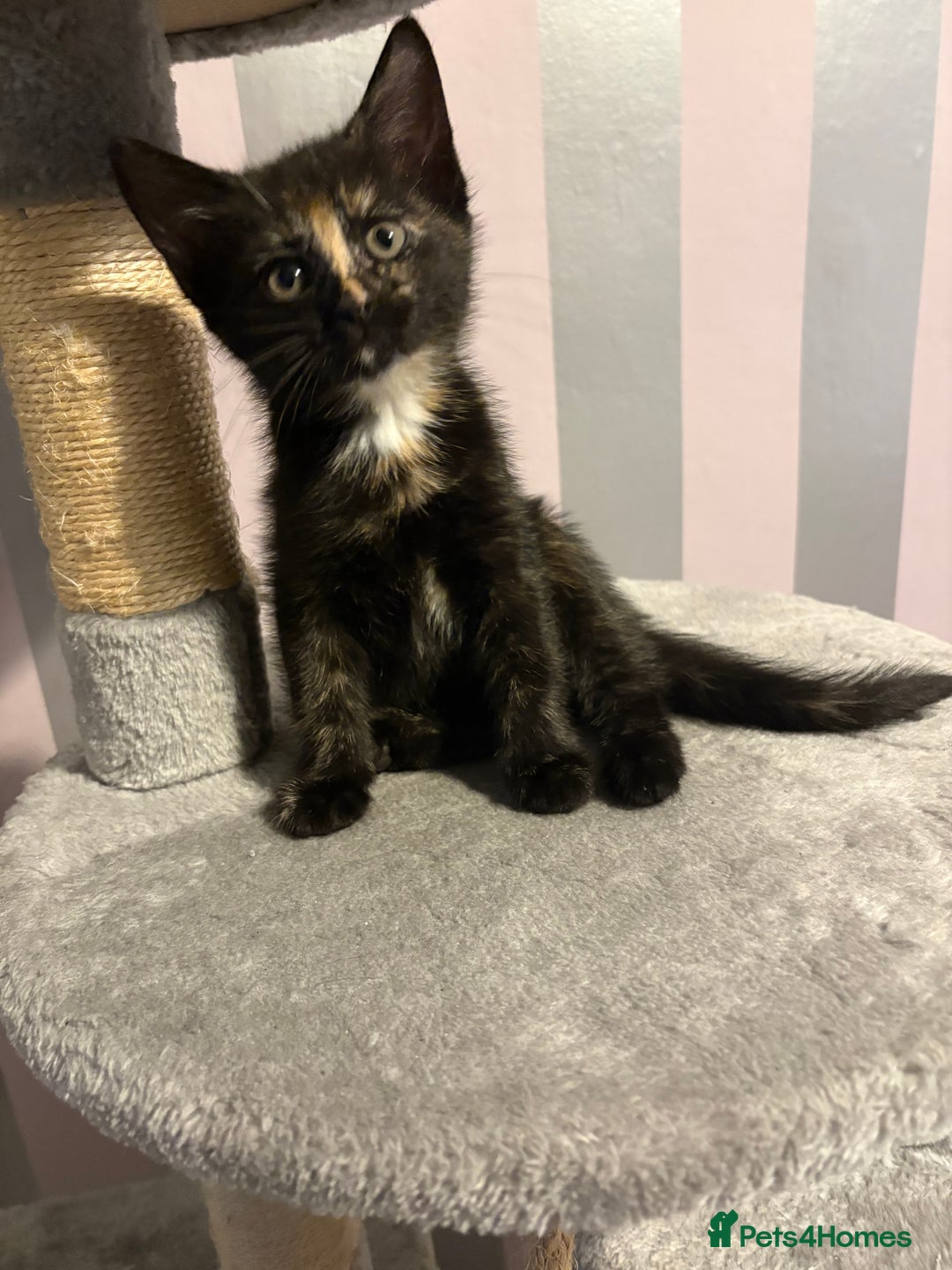 Mixed Breed cats for sale: One female kitten  - Image 4