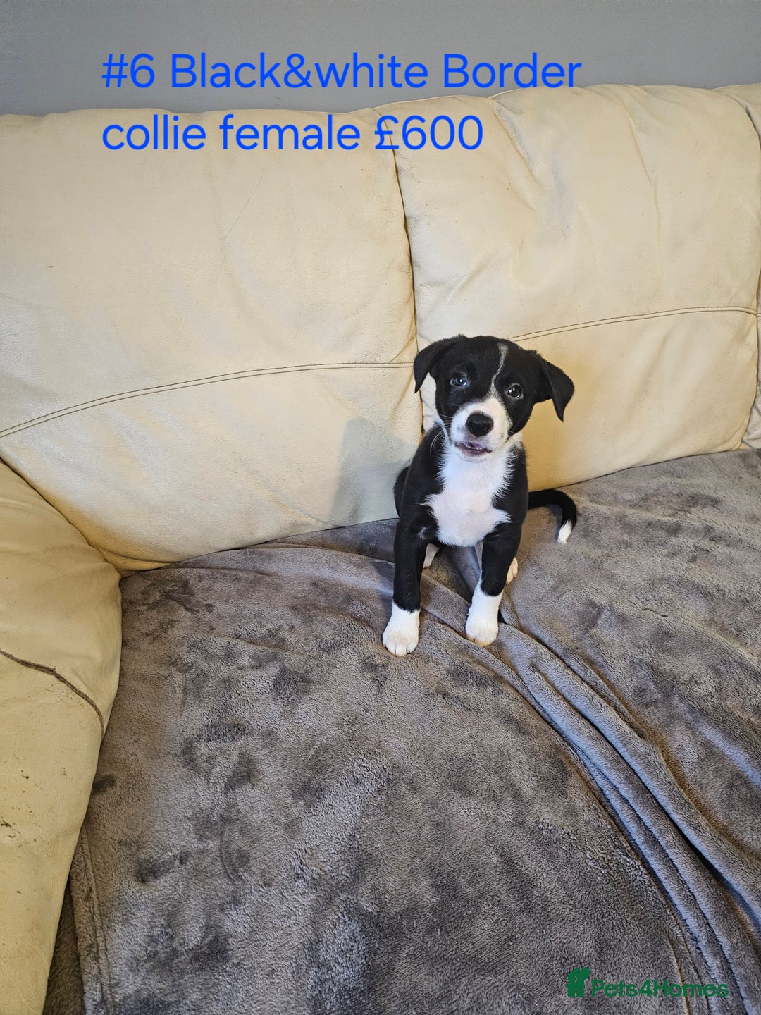 Border Collie dogs for sale: Blue merle&black&white puppies for sale  - Advert 27