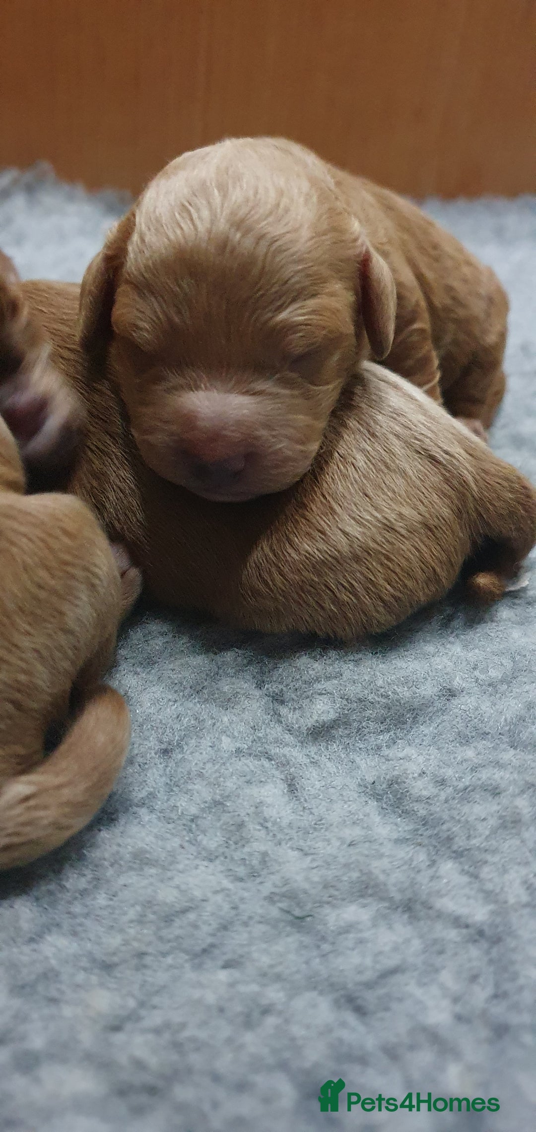 Cockapoo dogs for sale: Top quality F1b Toy Cockapoo puppies - Advert 17