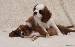 Cavalier King Charles Spaniel dogs for sale: Beautiful Cavalier king charles spaniel puppies - Image 10