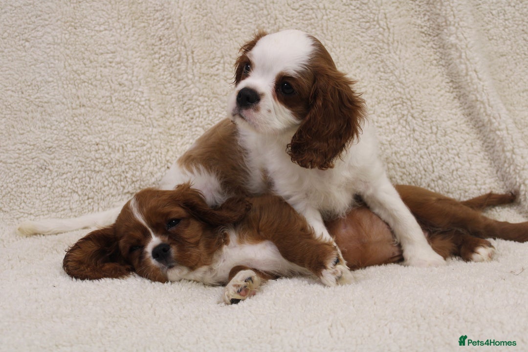 Cavalier King Charles Spaniel dogs for sale: Beautiful Cavalier king charles spaniel puppies - Image 10