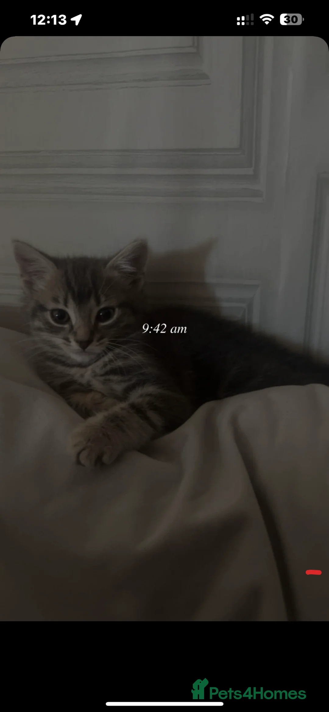 Mixed Breed cats for sale: Female cat for sale. in Newport - Advert 2