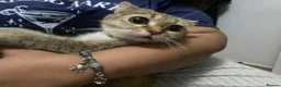Scottish Fold cats for sale: 8 MONTHs old Kitten For rehoming  in London - Advert 3