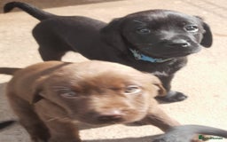 Labrador Retriever dogs for sale: Labrador puppies - Image 1