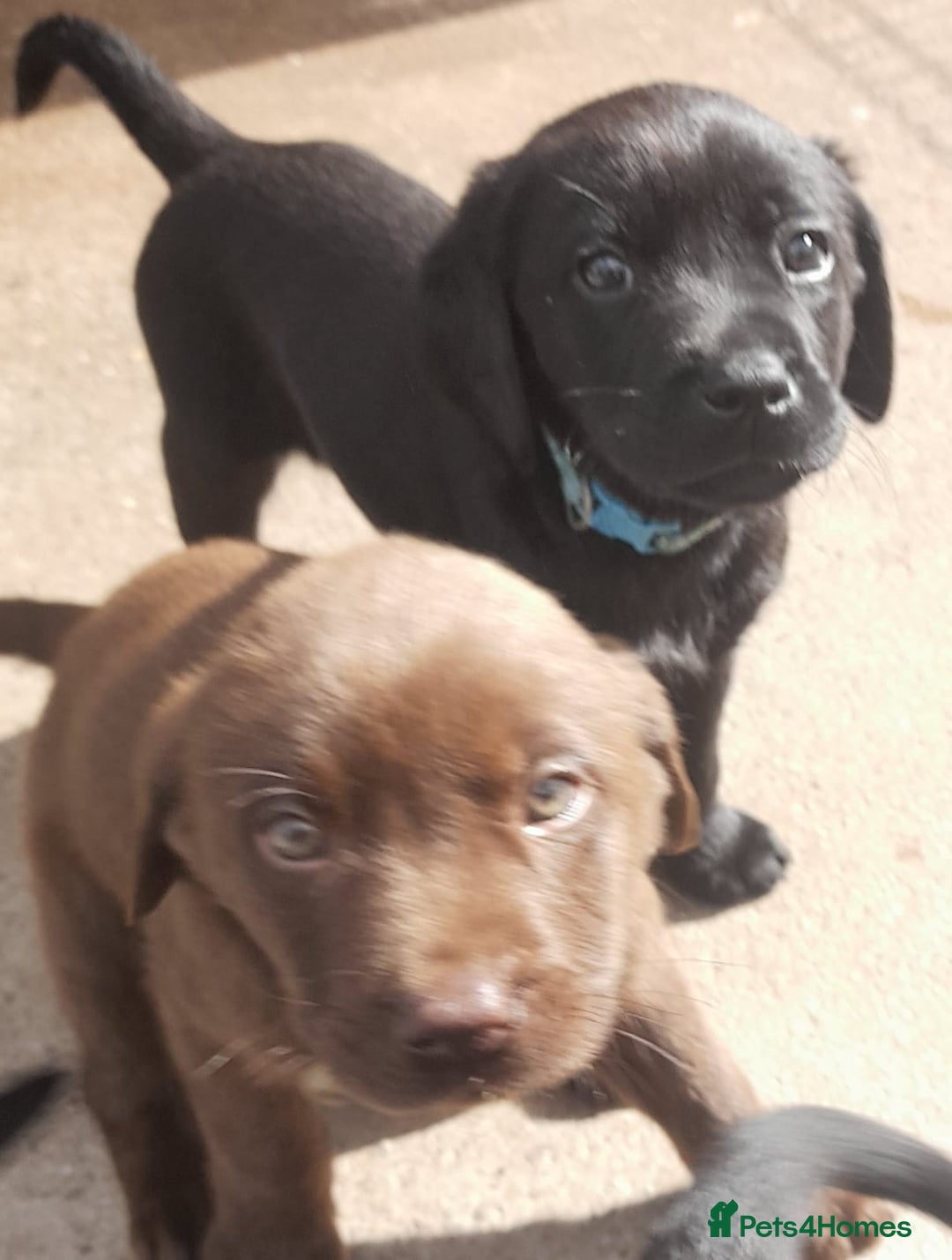 Labrador Retriever dogs for sale: Labrador puppies - Image 1