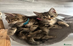 Mixed Breed cats for sale: Mix breed beautiful kittens - Image 1
