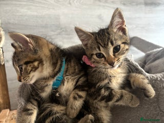 Mixed Breed cats - Advert 2