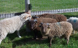 Sheep livestock for sale: 3 Ouessant Wethers Looking For New Home - Advert 1