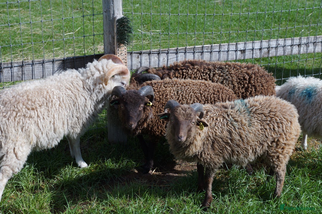 Sheep livestock for sale: 3 Ouessant Wethers Looking For New Home - Advert 1