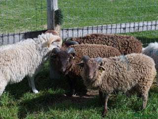 Sheep livestock 3 Ouessant Wethers Looking For New Home - Advert 11