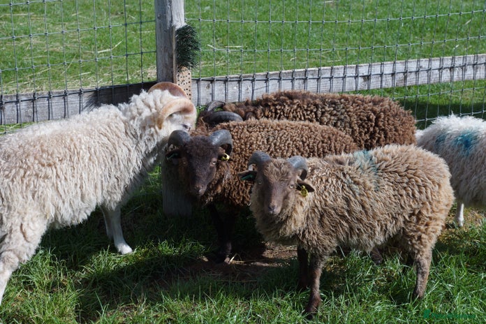 Sheep livestock 3 Ouessant Wethers Looking For New Home - Advert 15