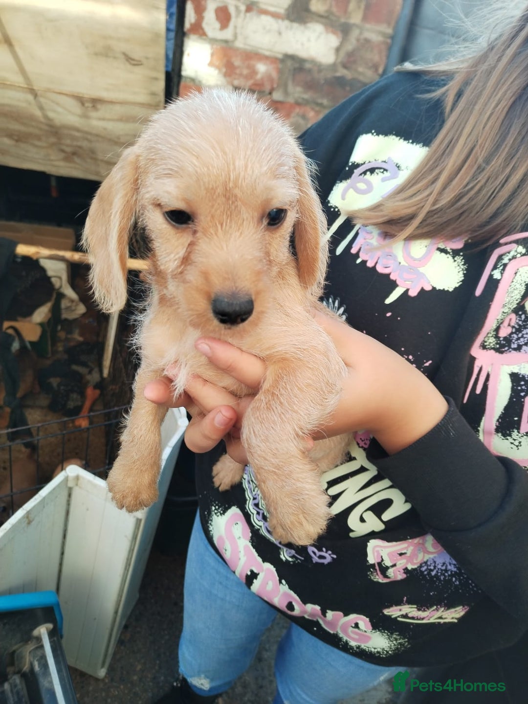 Mixed Breed dogs for sale: pups for sale - Image 5