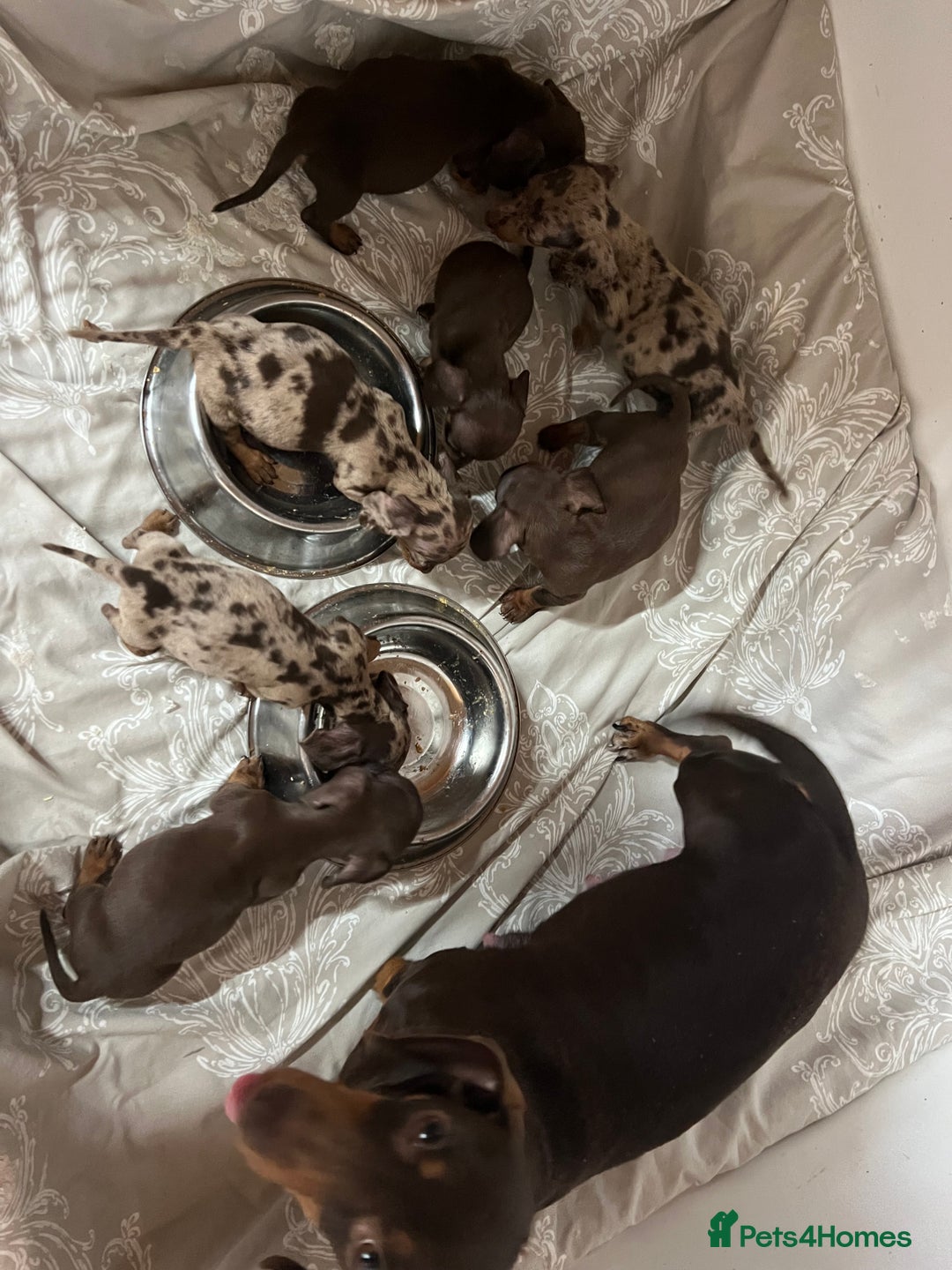 Dachshund dogs for sale: DACHSHUND PUPPIES  - Image 4