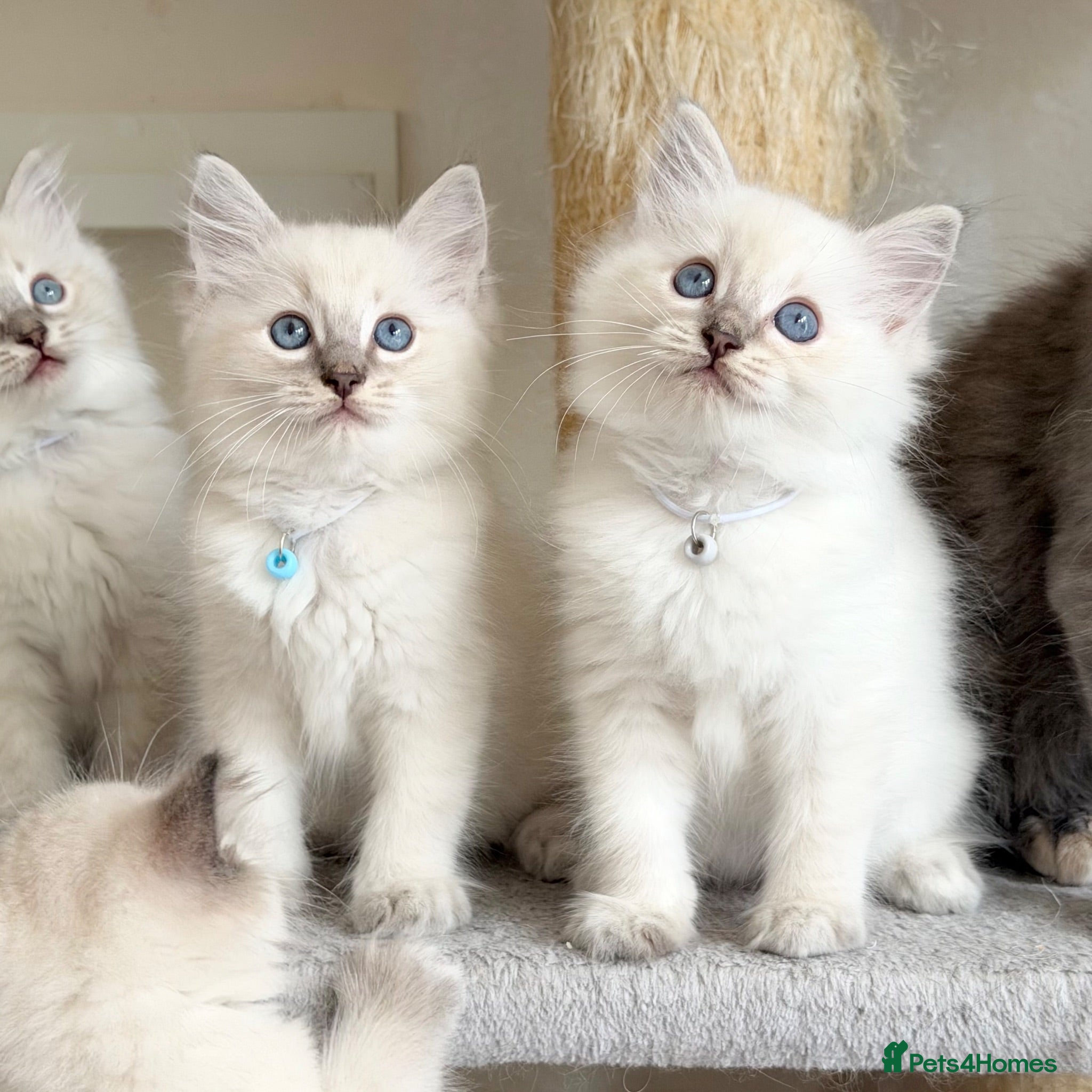 Ragdoll cats 1 Boy & 1 Girl Left - TICA Registered - Advert 1