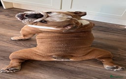 Mixed Breed dogs for sale: Very handsome bulldog - Image 4