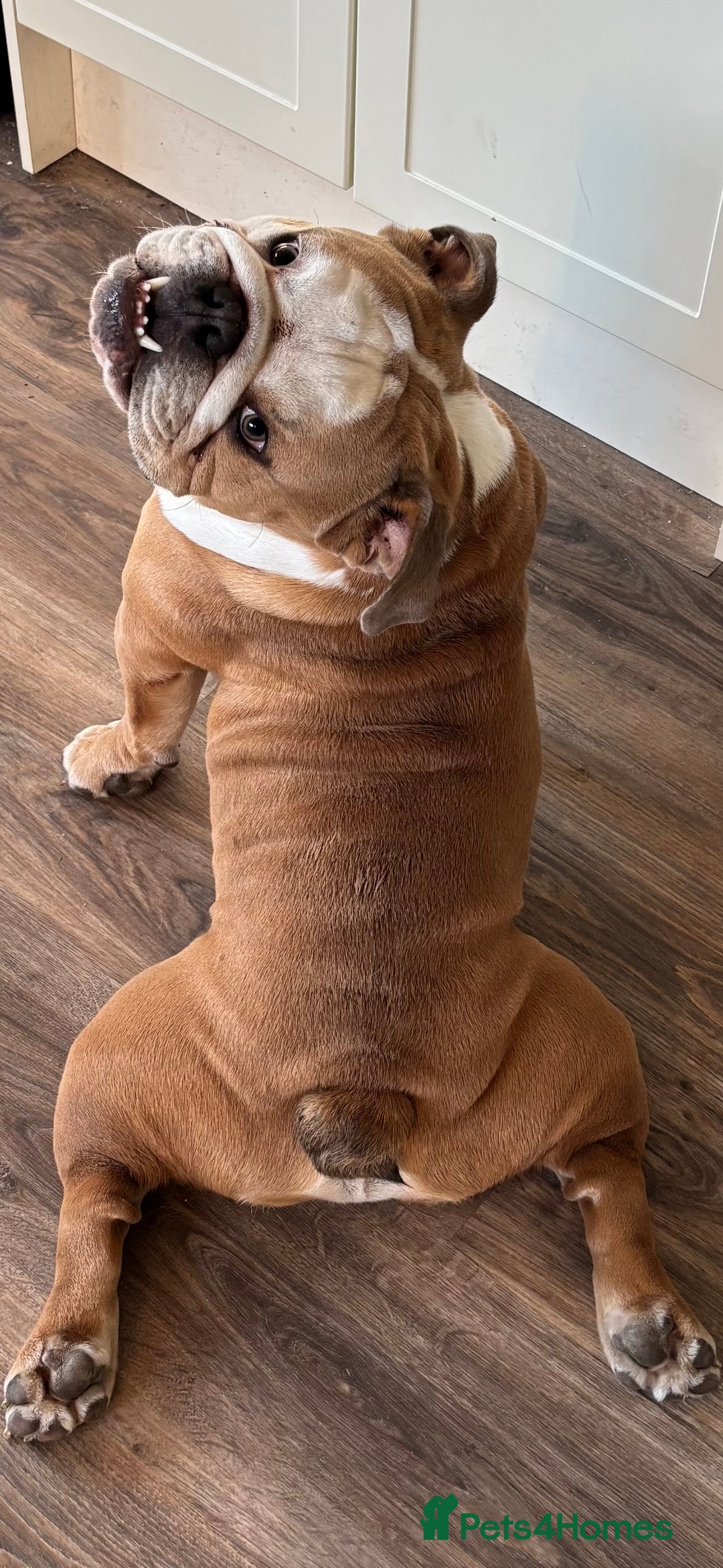 Mixed Breed dogs for sale: Very handsome bulldog - Image 4