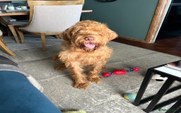 Hungarian Vizsla dogs for sale: Rehoming our beautiful boy Lake - Image 2