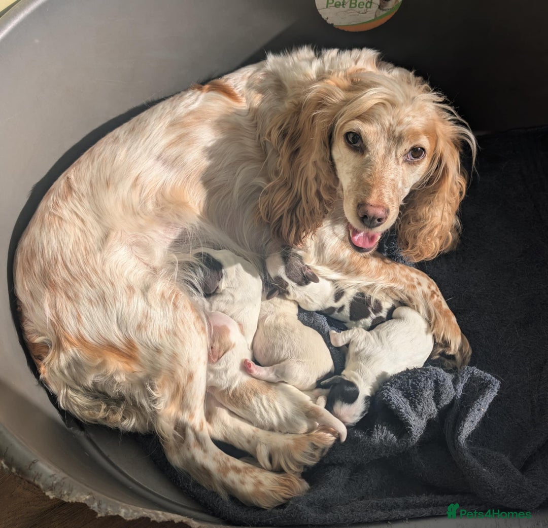 Cocker Spaniel dogs for sale: KC Reg W/T Roan Cocker Spaniels - Image 4
