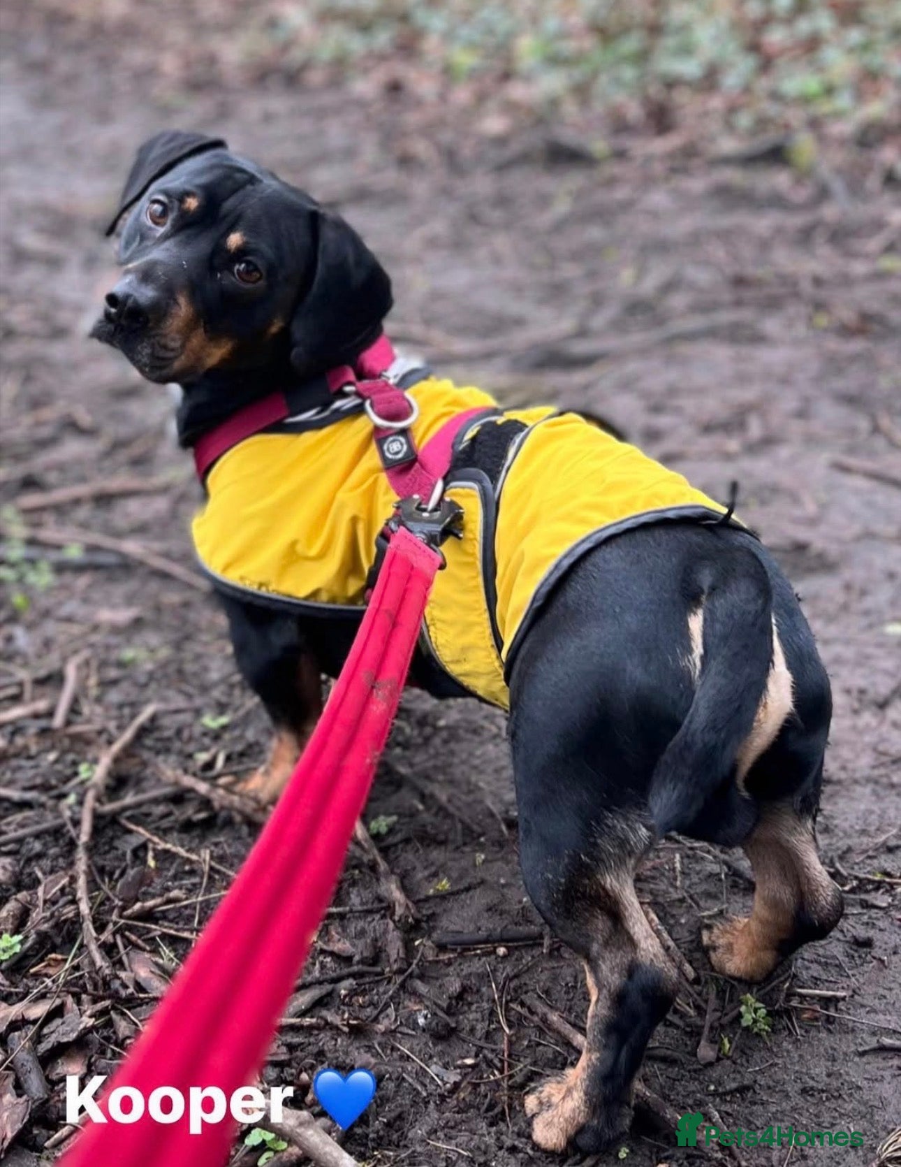 Mixed Breed dogs Kooper - Advert 6