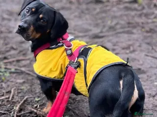 Mixed Breed dogs Kooper - Advert 8