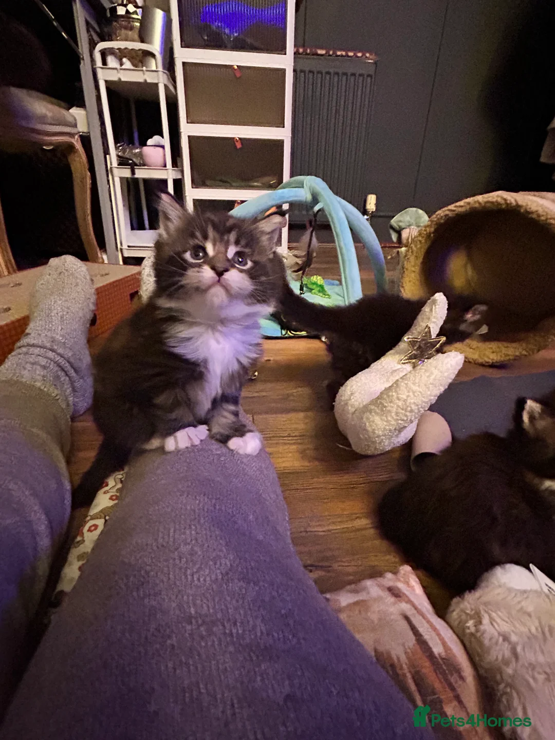 Maine Coon cats for sale: Last  2 Mainecoons kittens. left both boys  - Advert 11