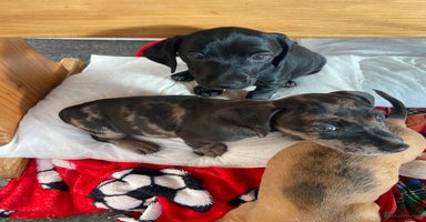 Mixed Breed dogs - Advert 9