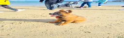 German Shepherd dogs for sale: Male German Shepherd - Reluctant Rehoming in Bristol - Advert 12