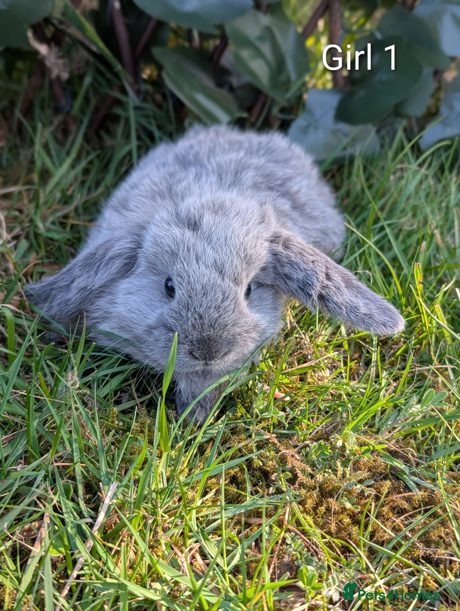 Mini Lop rabbits for sale: Pure Bred Mini Lops - Advert 1
