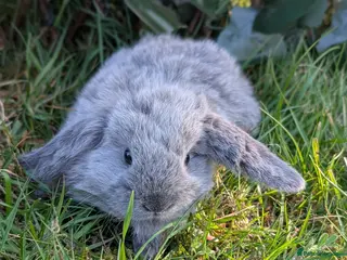 Mini Lop rabbits for sale: Pure Bred Mini Lops - Advert 1