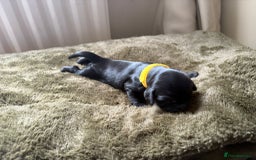 Cocker Spaniel dogs for sale: litter of 6 pedigree cocker spaniel puppies. - Image 6