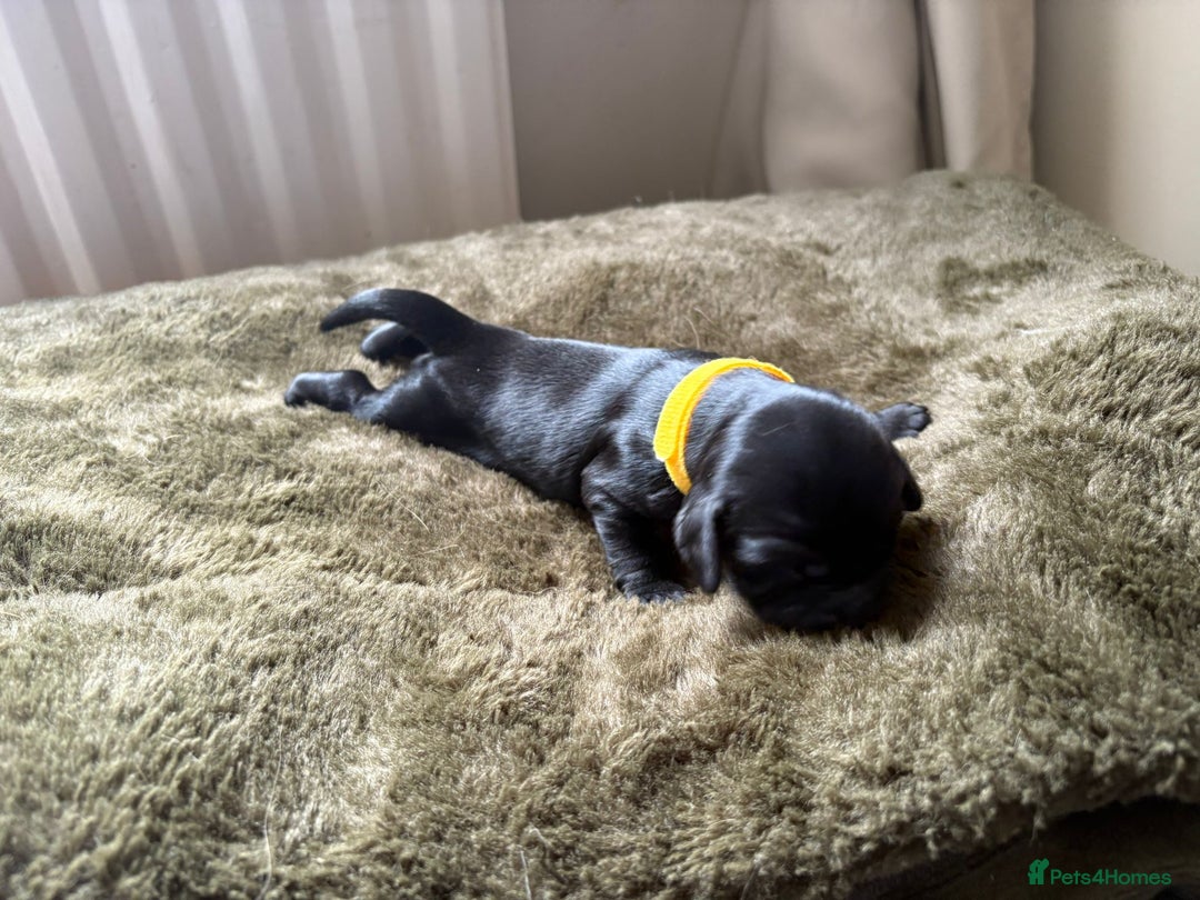 Cocker Spaniel dogs for sale: litter of 6 pedigree cocker spaniel puppies. - Image 6