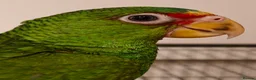 Parrots birds for sale: Baby White Fronted Amazon Parrot Hand Reared - Advert 5