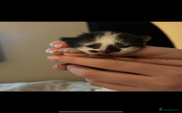 Mixed Breed cats for sale: Ragdoll X kittens for sale  - Advert 3