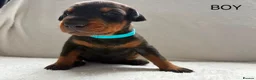 Dobermann dogs for sale: KC REGISTERED - DOBERMAN PUPPIES in Saint Helens - Advert 5