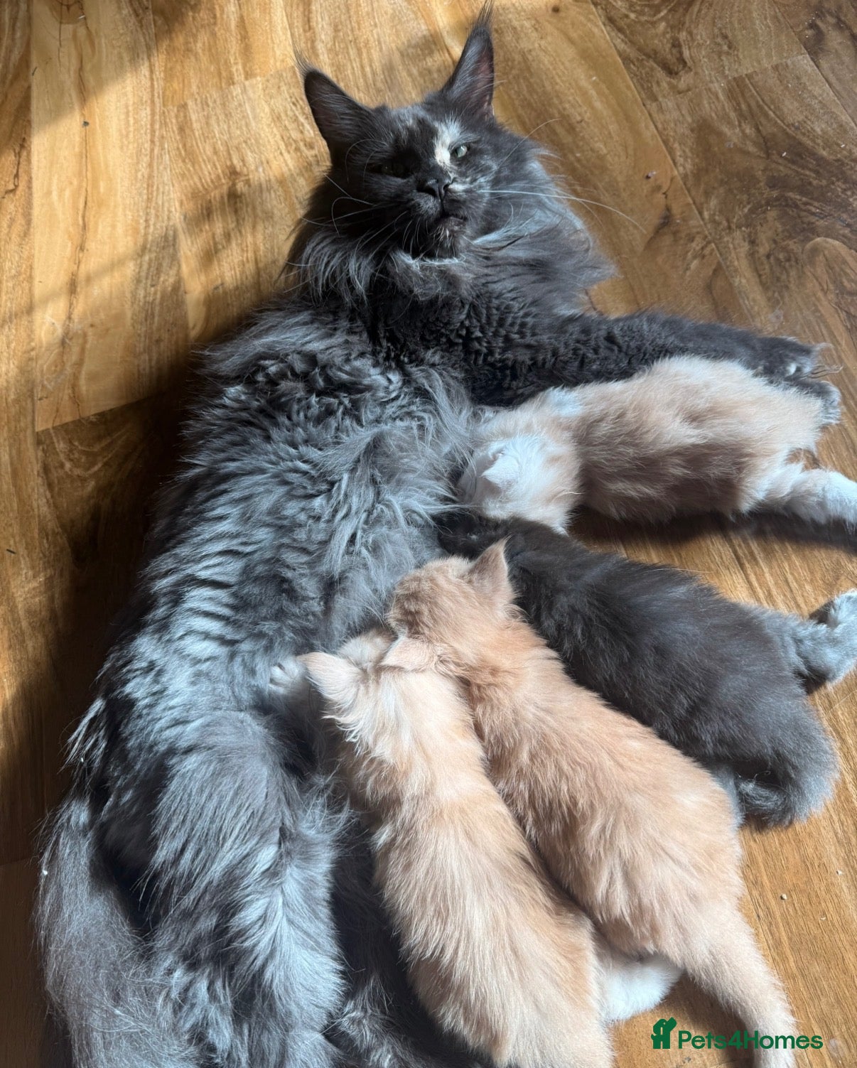 Maine Coon cats Maine Coon kittens from champion lines  - Advert 5